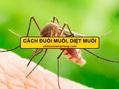 cách đuổi muỗi, diệt muỗi Nam Phong