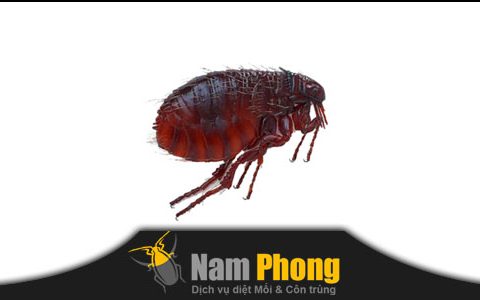 dịch vụ diệt bọ chét tại nhà TpHCM Namphong