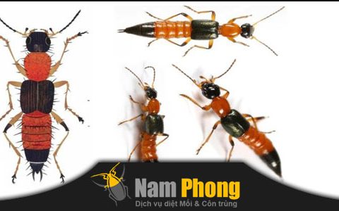 dịch vụ diệt kiến ba khoang TPHCM NamPhong